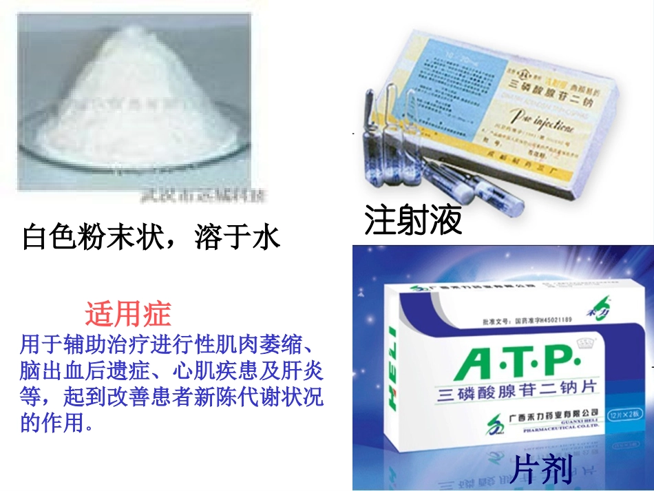 细胞的能量通货-ATP(李越)_第3页