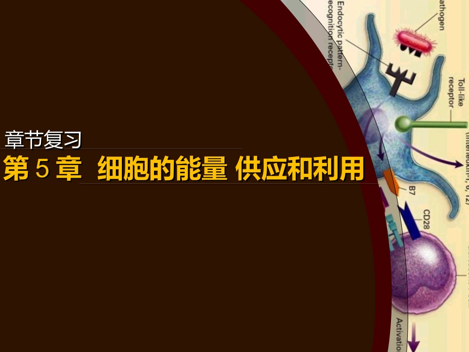 细胞的能量供应和利用_第1页