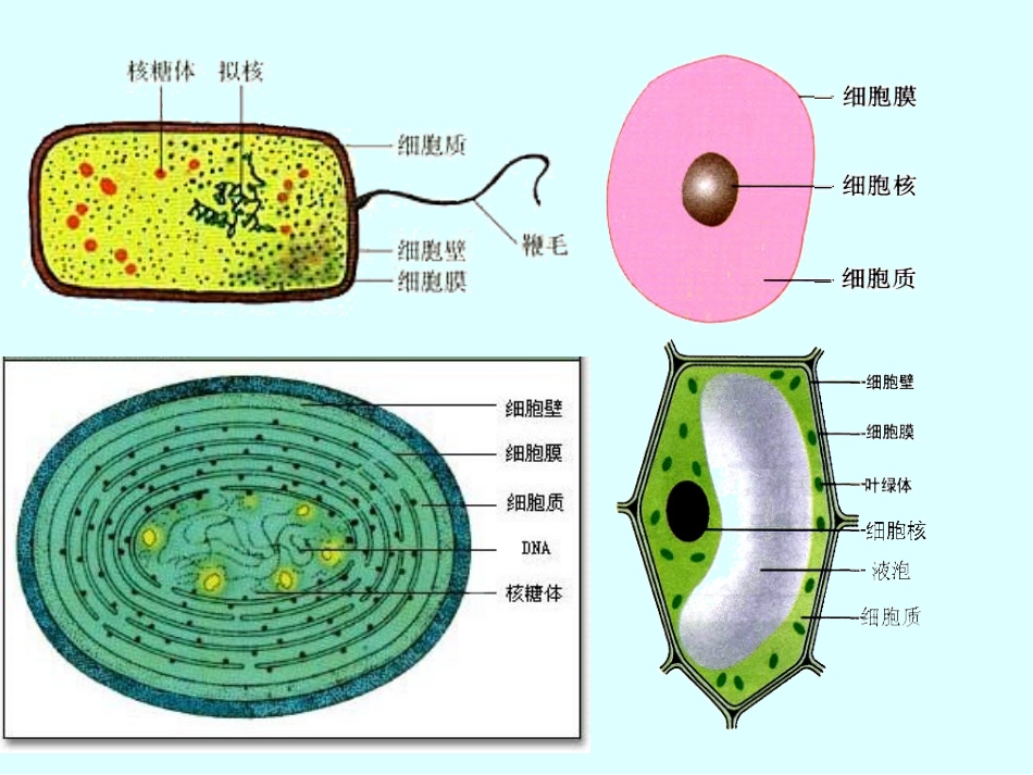 细胞的多样性和统一性市级公开课_第3页