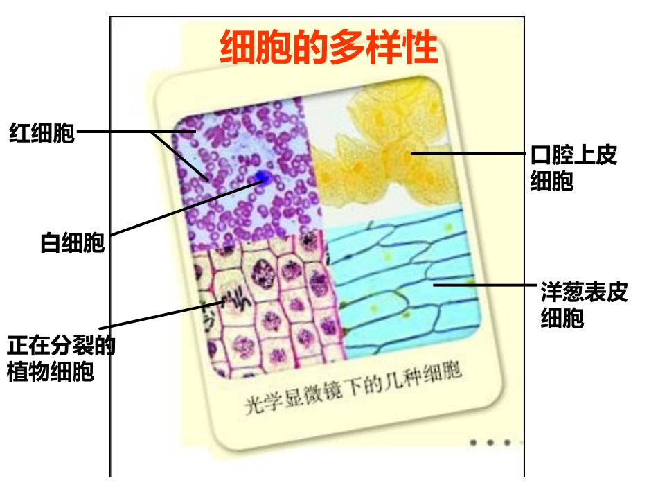 细胞的多样性和统一性_第2页