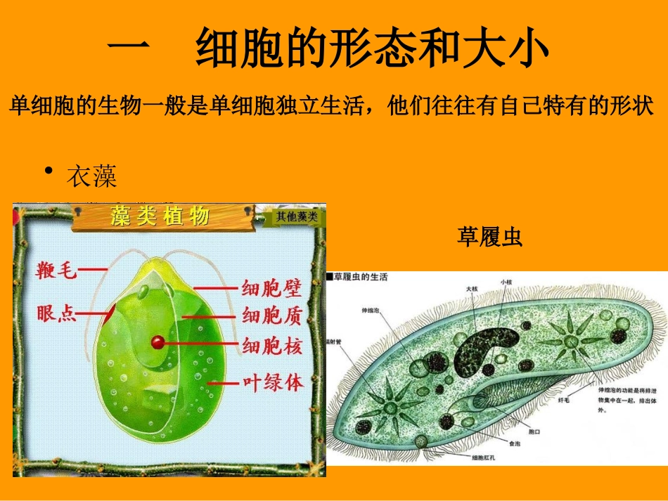 细胞的形态结构功能._第3页