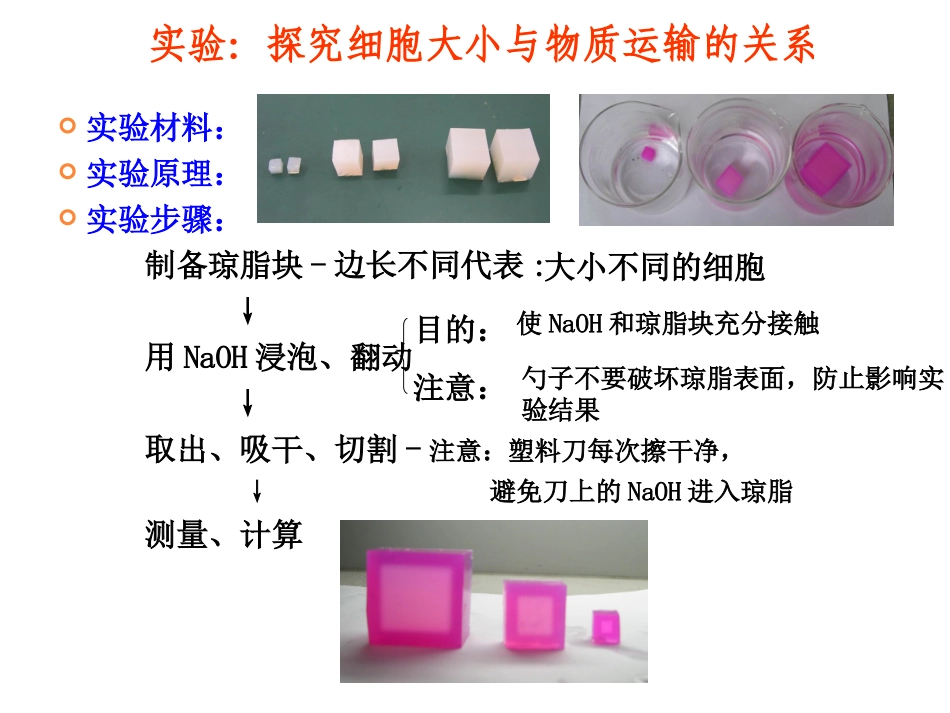 细胞的增殖一轮复习_第2页