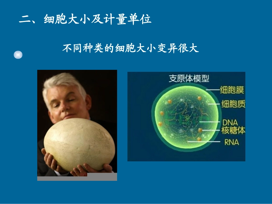 细胞的基本形态及类型_第2页