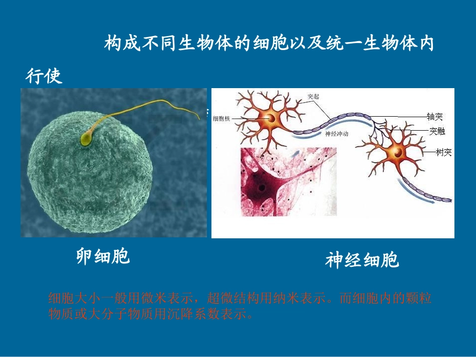 细胞的基本形态及类型_第3页