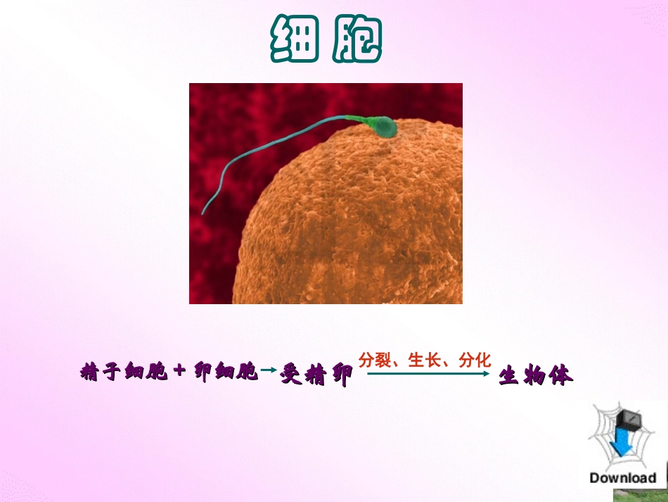 细胞的分裂-生长和分化_第2页