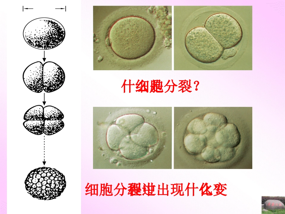 细胞的分裂-生长和分化_第3页