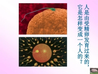 细胞的分裂-生长和分化