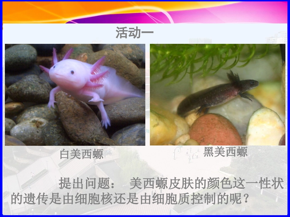 细胞核—系统的控制中心-陈姣公开课_第3页