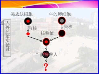 细胞核—系统的控制中心-陈姣公开课