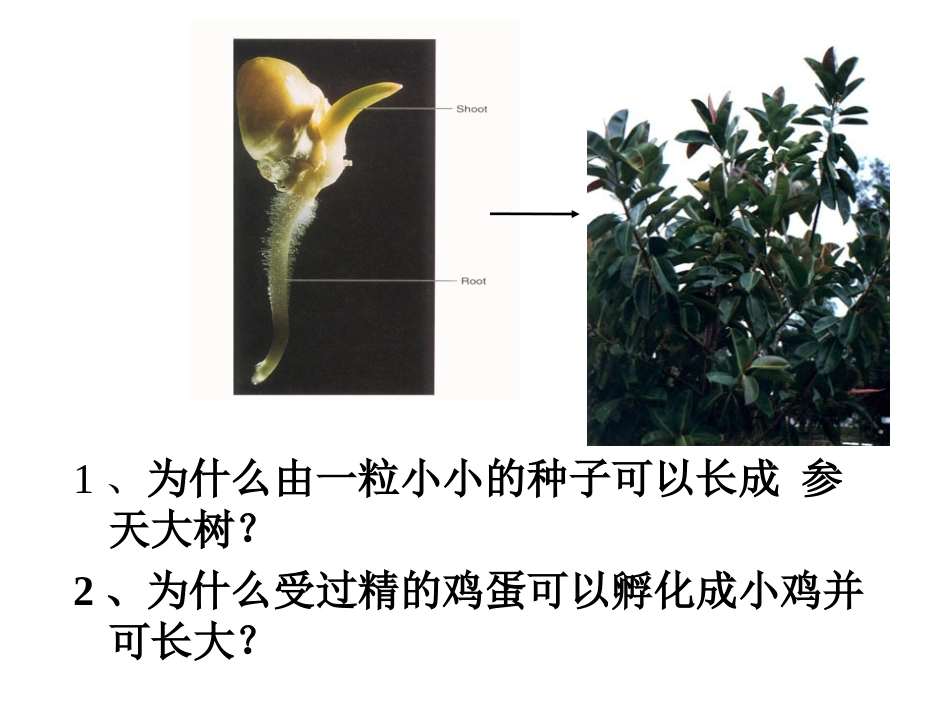 细胞的分裂观察变形虫的细胞分裂_第1页