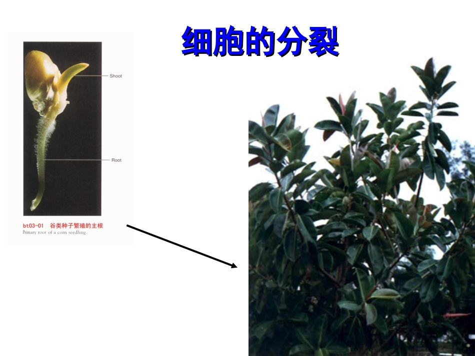 细胞的分裂观察变形虫的细胞分裂_第3页