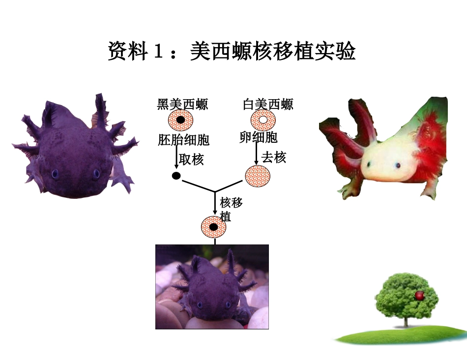 细胞核系统的调控中心(精)_第3页