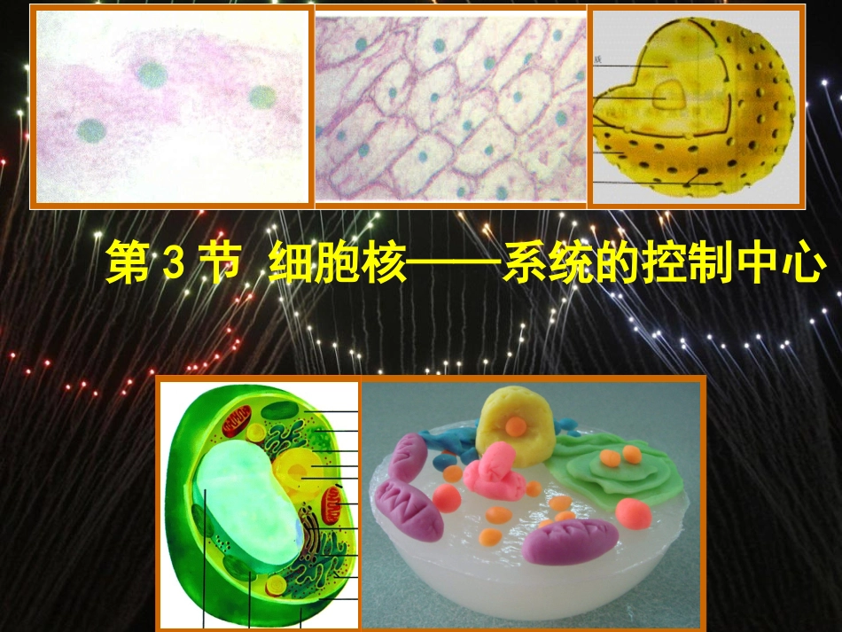 细胞核-系统的控制中心_第1页