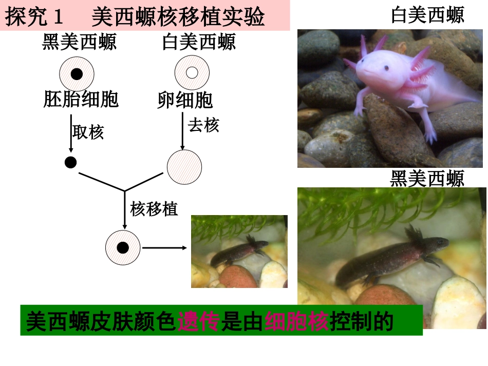 细胞核-系统的控制中心_第3页