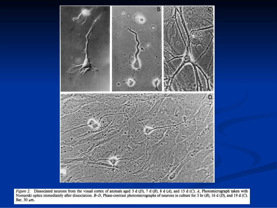 细胞形态学检查_第2页