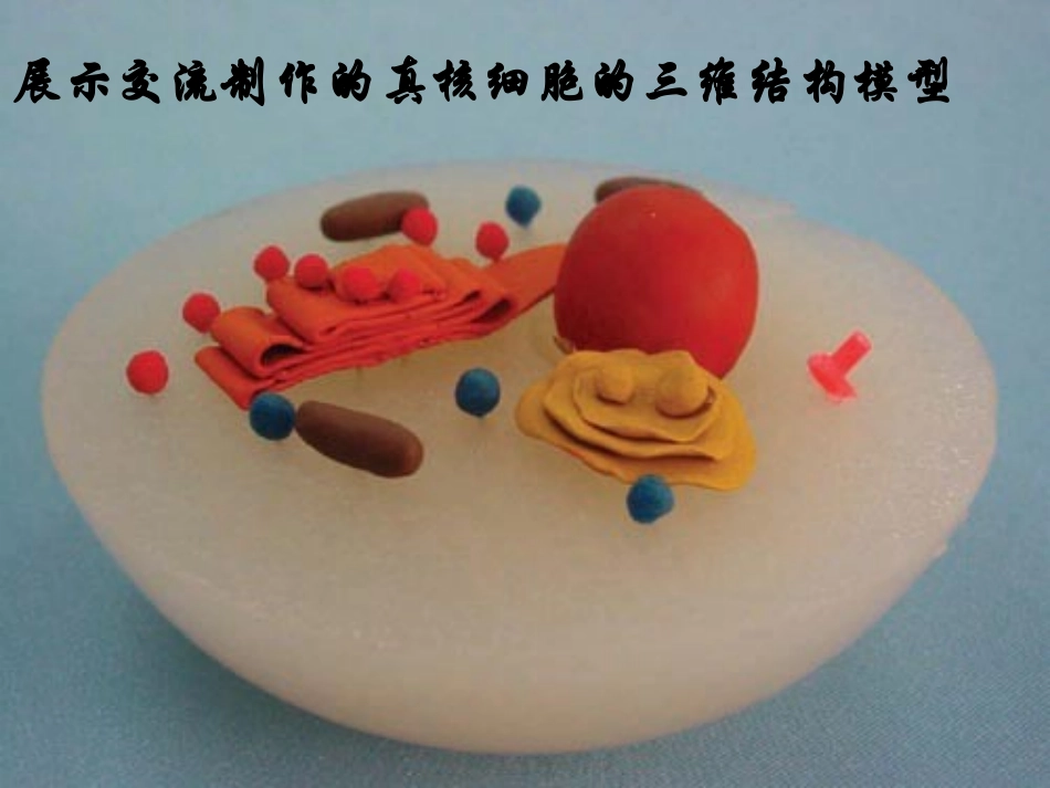 细胞核--系统的控制中心_第2页