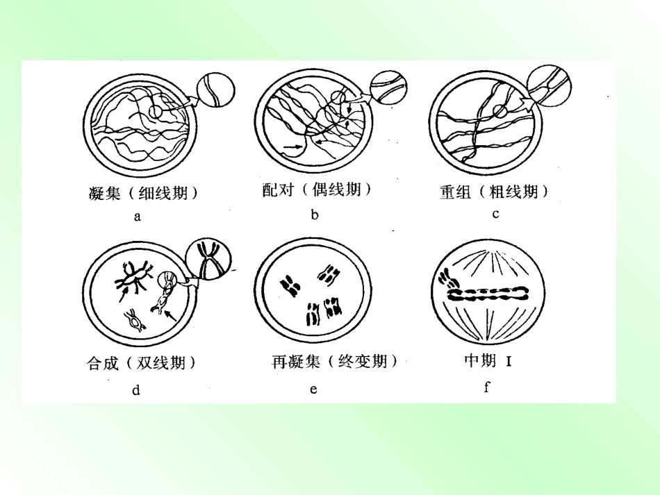 细胞增殖-分化-衰老_第3页