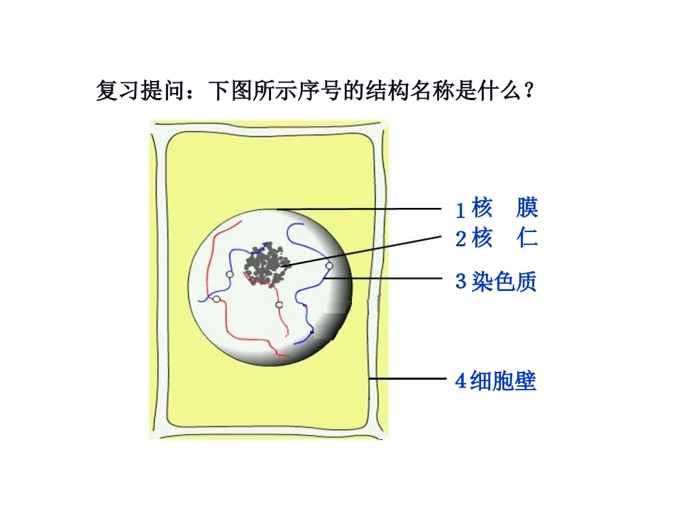 细胞增殖使用的_第1页