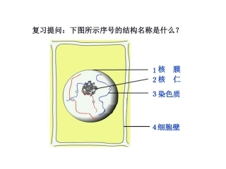 细胞增殖使用的