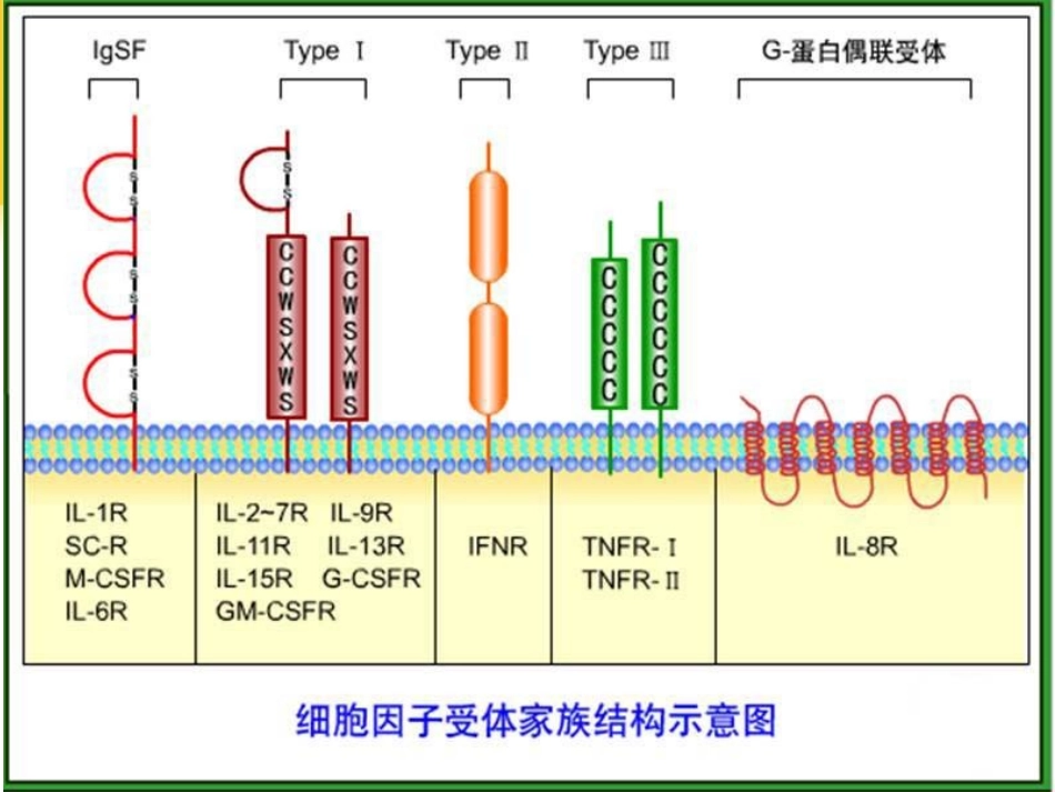 细胞因子受体PPT讲稿_第3页