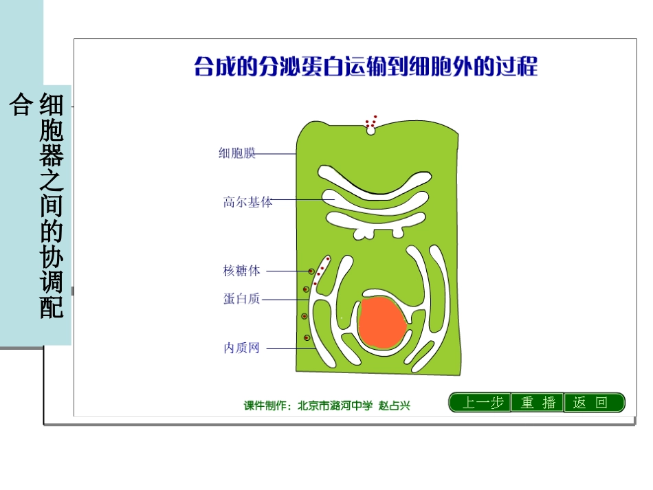 细胞器的合作和细胞核_第3页