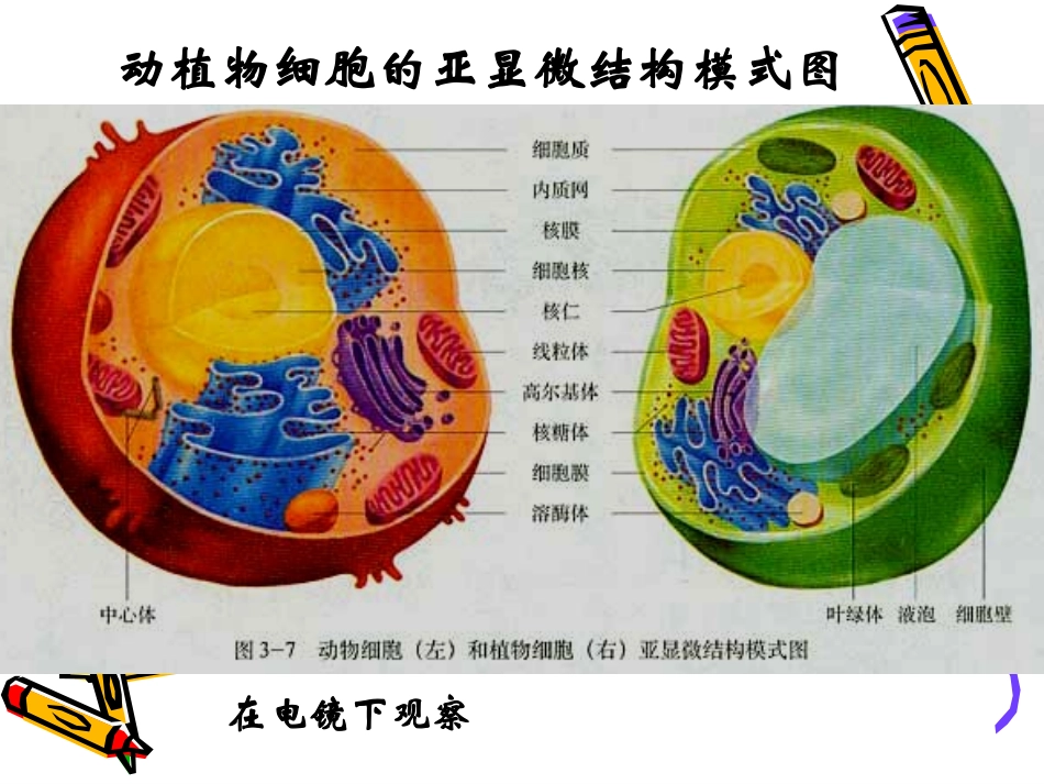 细胞器及其生理功能复习._第2页