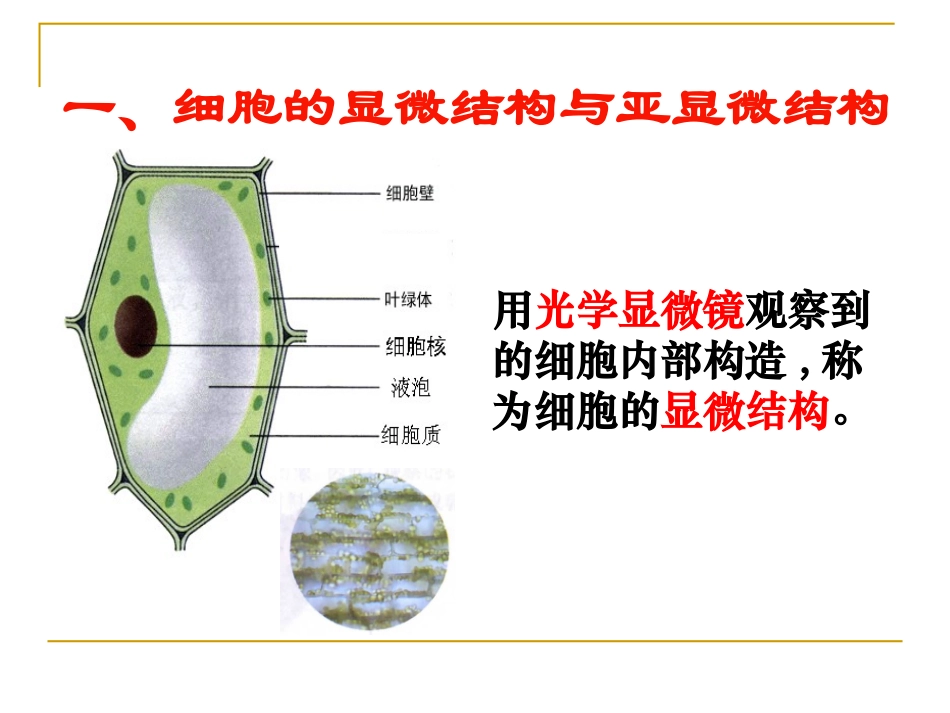 细胞器──系统内的分工合作-ppt_第2页