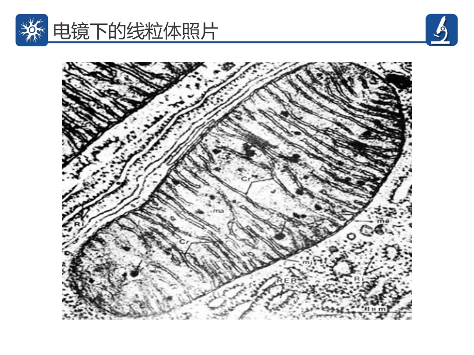 细胞器的亚显微结构和功能_第3页
