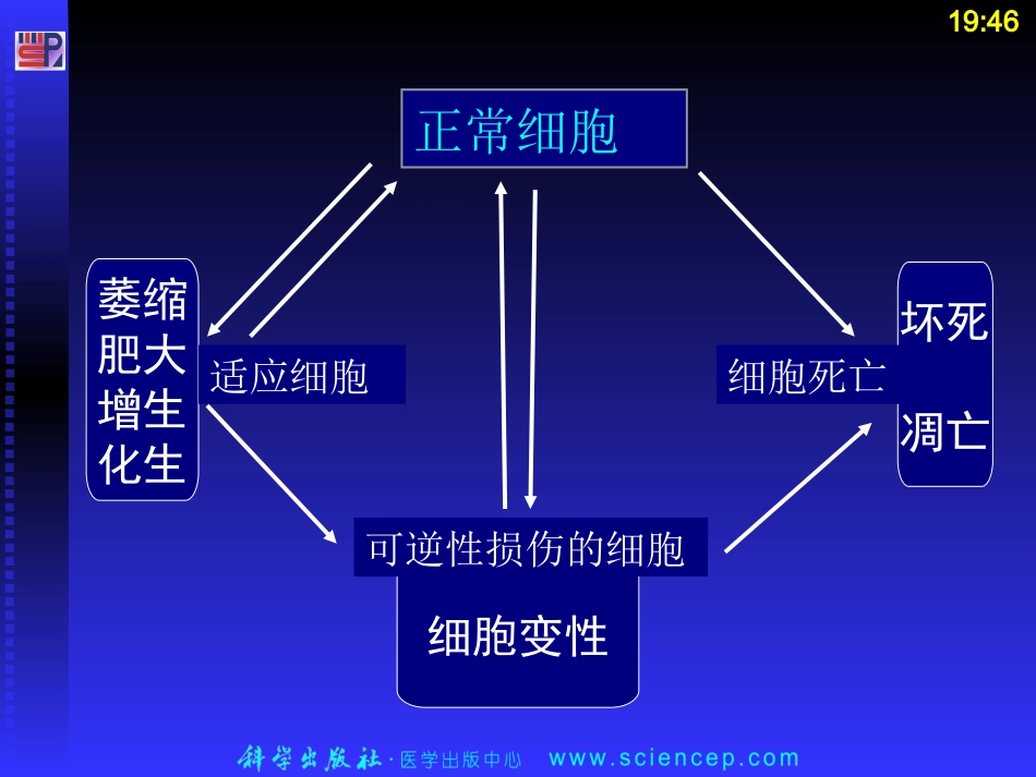 细胞和组织的适应、损伤和修复_第2页