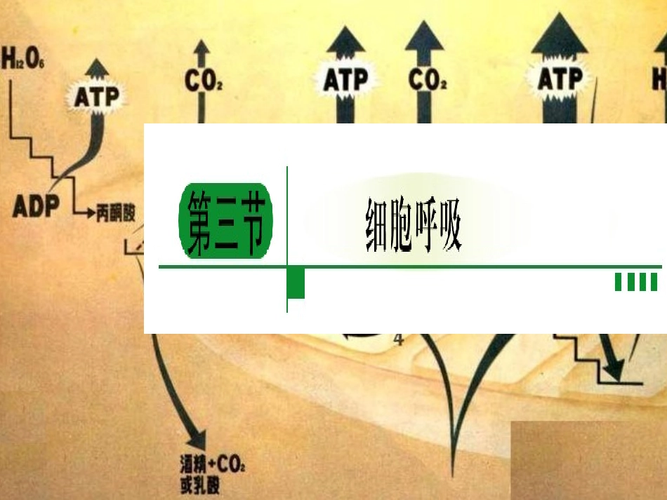 细胞呼吸吕兴洲_第1页