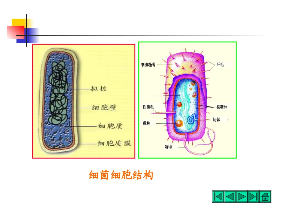 细胞一般结构_第2页