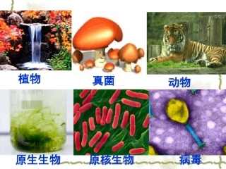 细胞中的原子及分子