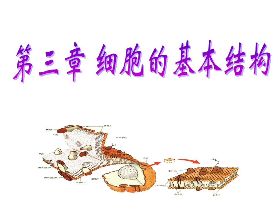 纤维素和果胶植物细胞的细胞壁_第2页