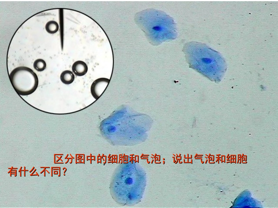 纤维素和果胶植物细胞的细胞壁_第3页