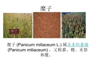 糜子介绍PowerPoint 演示文稿