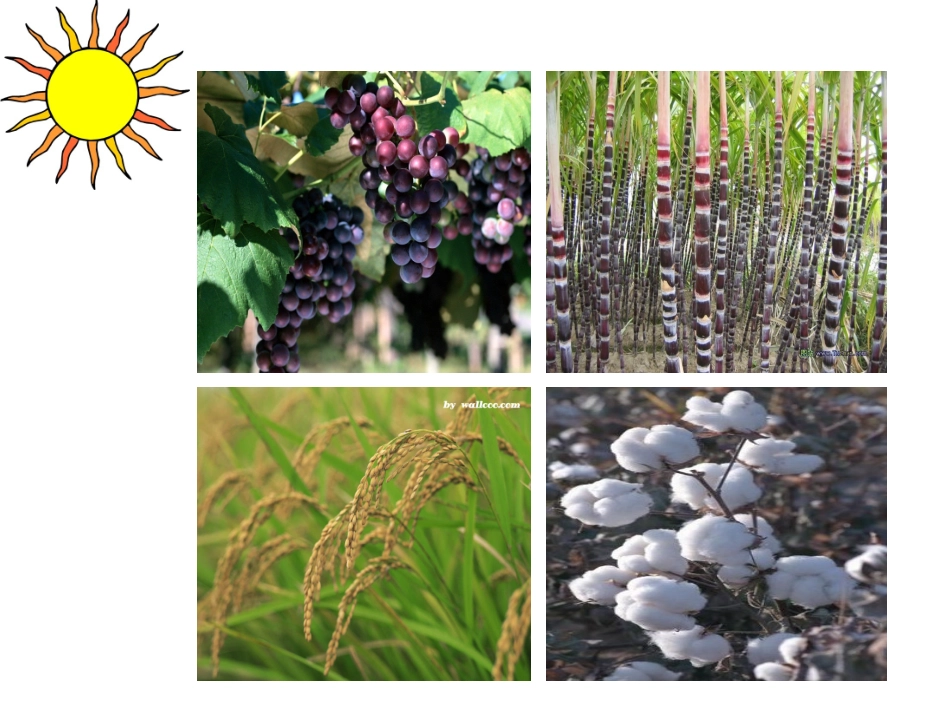 糖类课件苏教版选修5_第3页