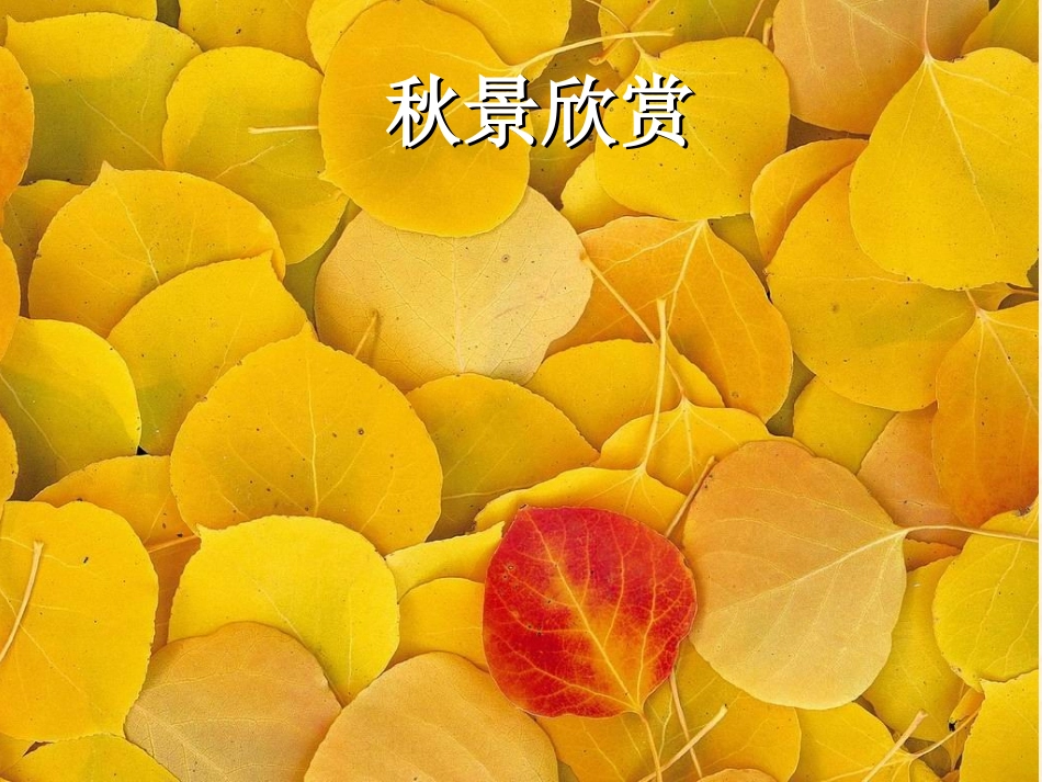 《留住秋天》_第2页