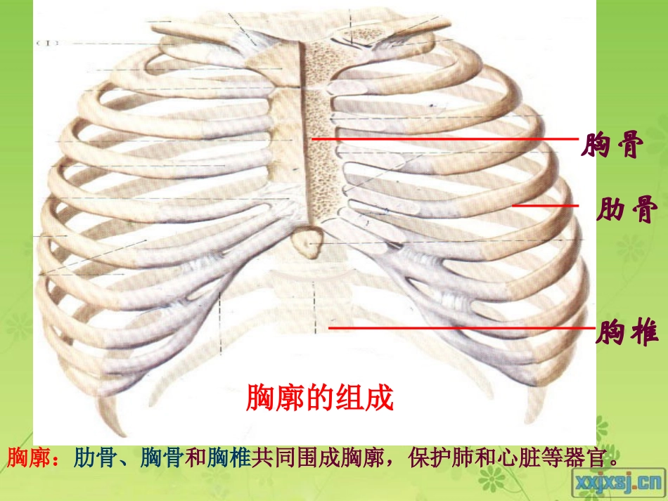 发生在肺内的气体交换_第3页