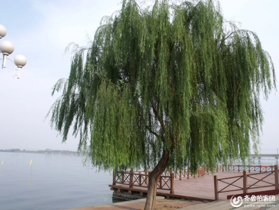 小柳树和小枣树第一课时1_第2页