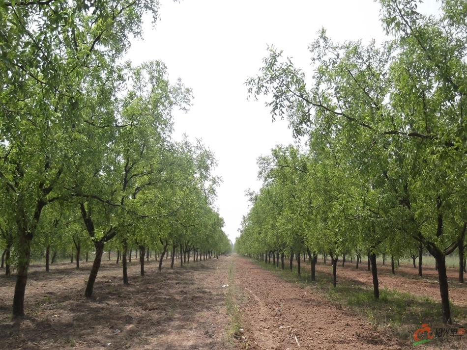 小柳树和小枣树第一课时1_第3页