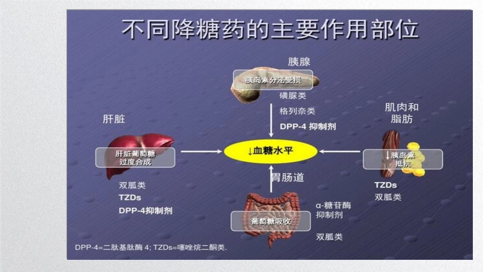 糖尿病口服降糖药PPT_第3页