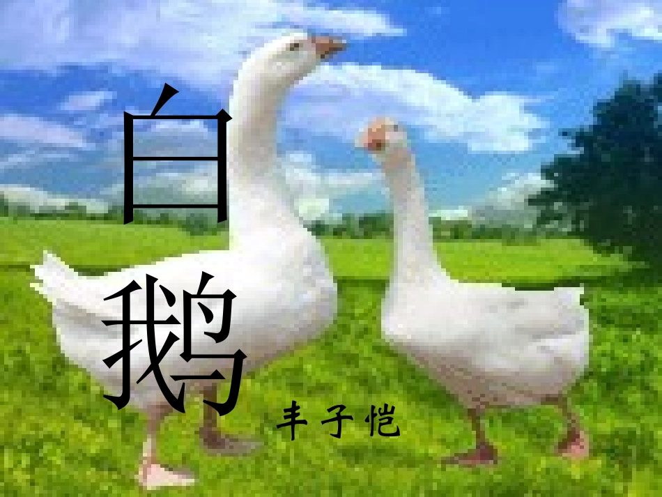 白鹅第二课时教学课件_第1页