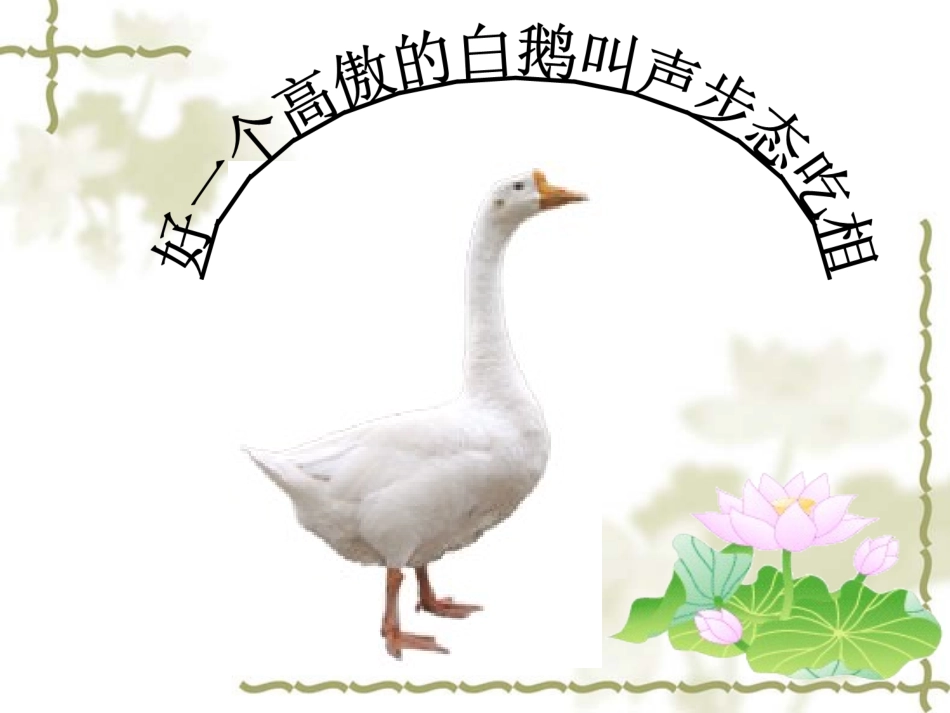 白鹅第二课时教学课件_第3页