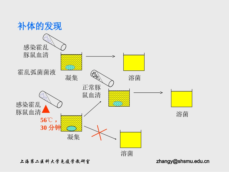 第四讲补体系统(complement system)_第2页