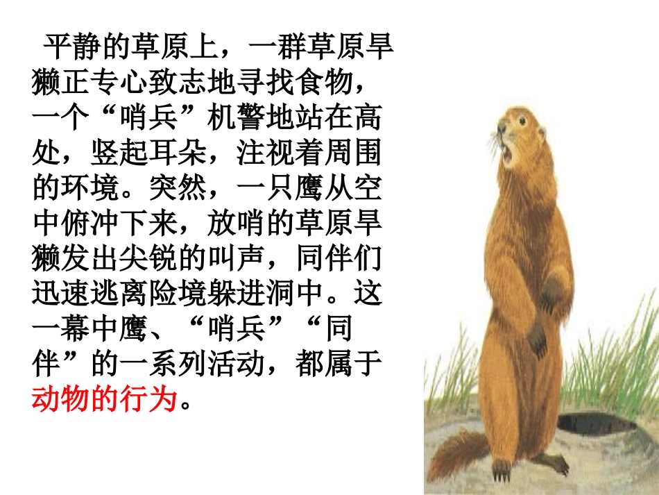 第四节  动物的行为_第2页