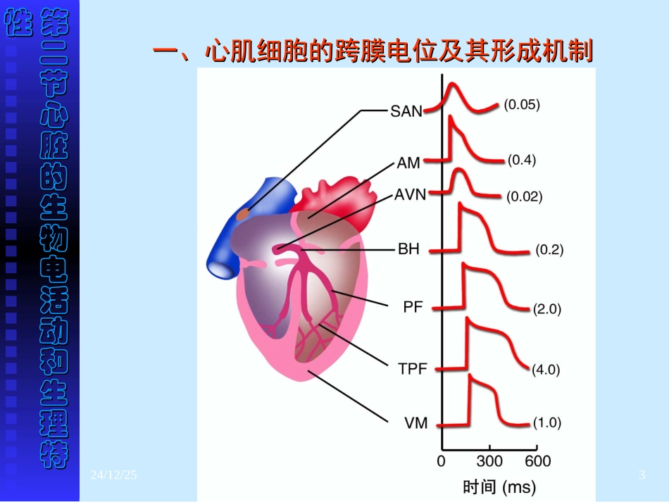第四章血液循环-3、4(7版本科)_第3页