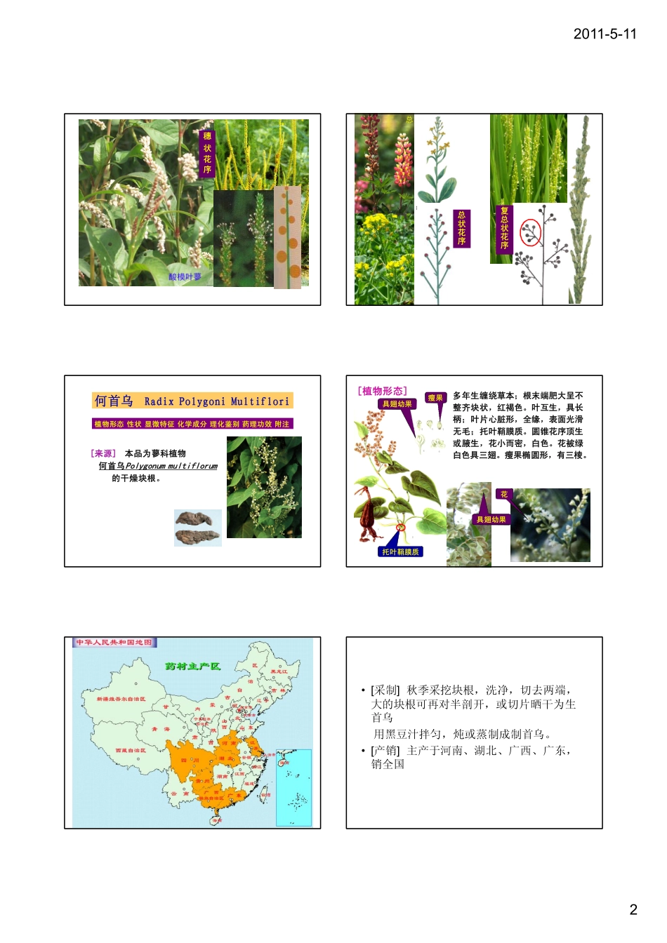 第四章根与根茎类(蓼科5)_第2页