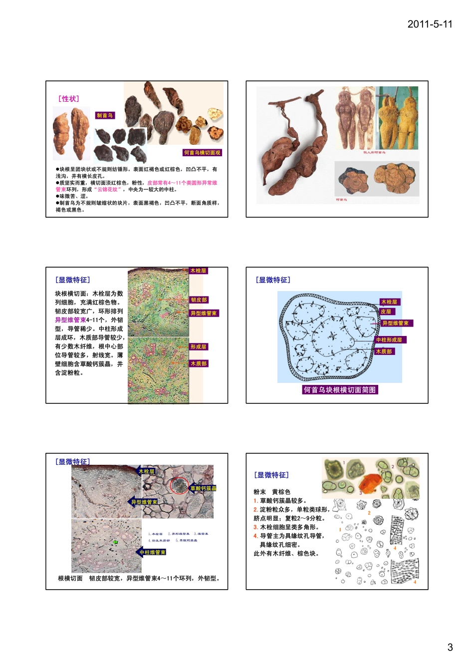 第四章根与根茎类(蓼科5)_第3页
