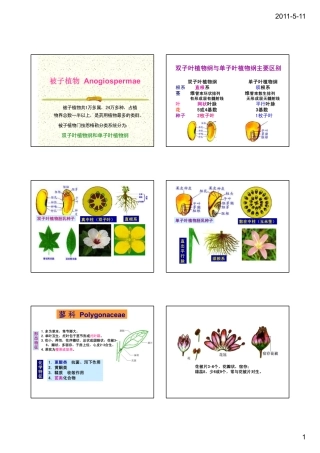 第四章根与根茎类(蓼科5)