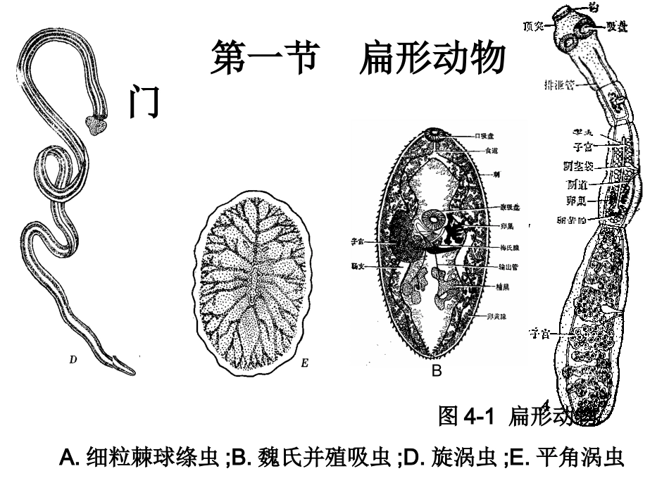 第四章 蠕形动物_第2页